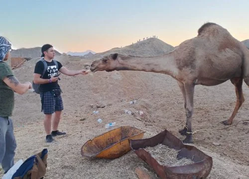 Ab Marsa Alam Quad Fahrt  Kamelsafari und Beduinendorf