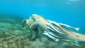 Eine Reise nach Marsa Mubarak Bucht ab Hurghada