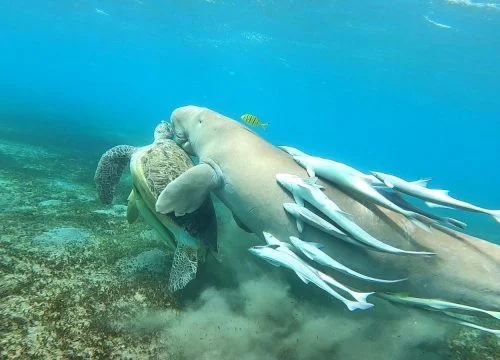 Eine Reise nach Marsa Mubarak Bucht ab Hurghada