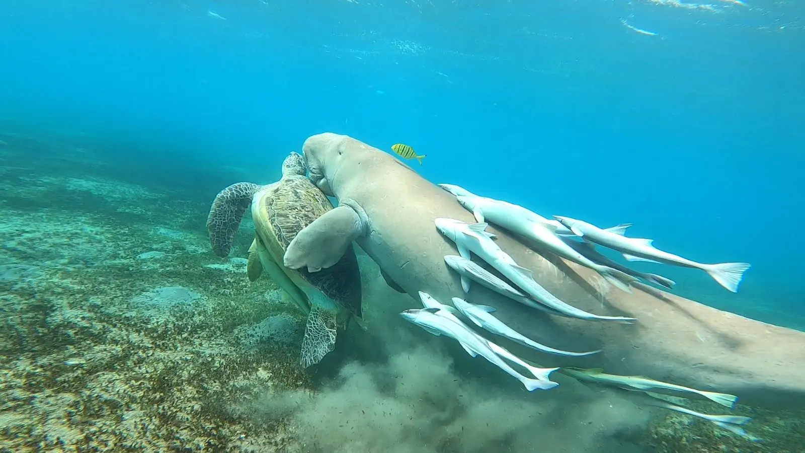 Eine Reise nach Marsa Mubarak Bucht ab Hurghada