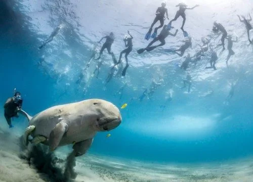 Der Dugong in der Tiefe